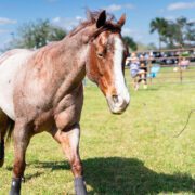 Blues, Brews & BBQ Festival