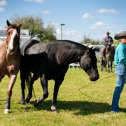 Blues, Brews & BBQ Festival