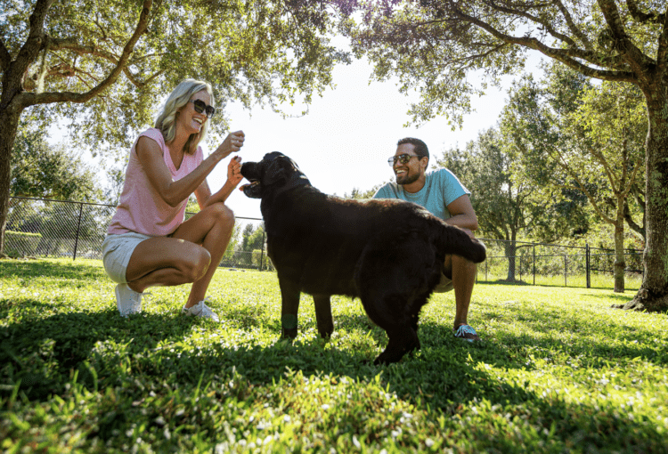 Couple plays with their dog at Ave Maria's dog park.